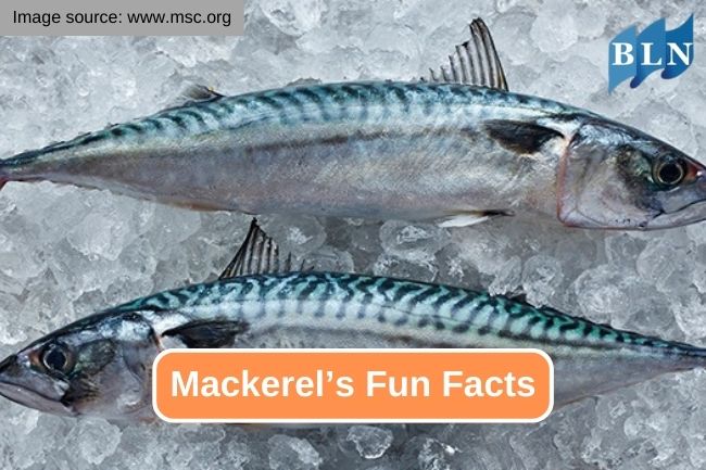 Get To Know About 10 Fun Facts of Mackerel